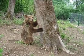 Rezervația De Urși Zărnești