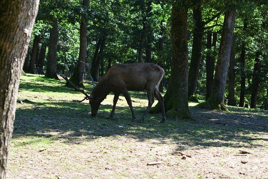 Grădina Zoologică din Târgu Mureș