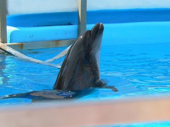 Delfinariu